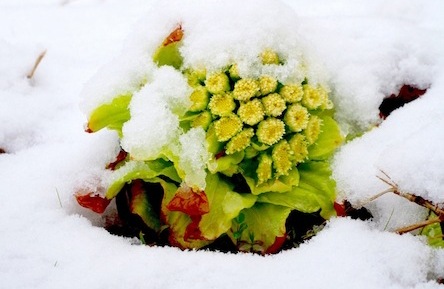 もうすぐ札幌周辺でも雪の中から”ふきのとう”がたくましく顔を出す季節