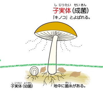 exleaf19092692 exleaf19092692