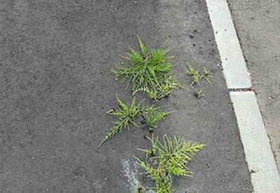 exleaf19092786 exleaf19092786