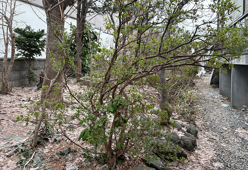 A small garden with intertwined shrubs and trees on a rocky, gravel-covered ground near a building.