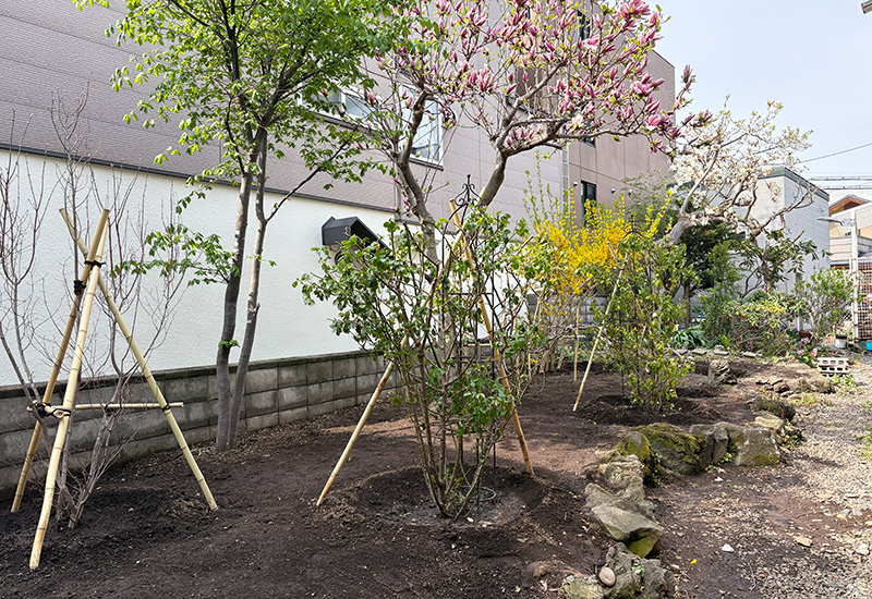 Garden along a building wall with blossoming trees supported by stakes, yellow shrubs, and a rocky border path beside the house.